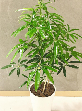 夏威夷鹅掌柴  Schefflera sp. angustifolia  细叶伞树 室内绿植