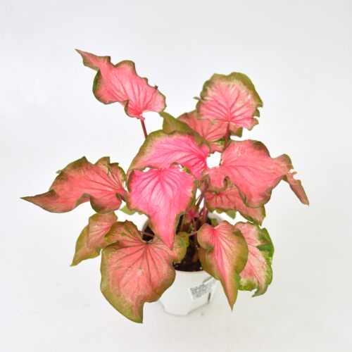 熔岩彩叶芋 若慕植馆 室内绿植盆栽直播间