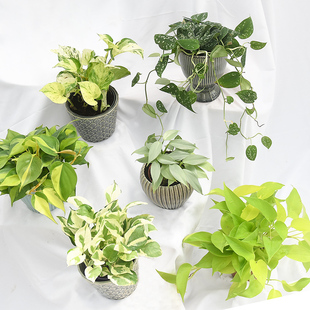 柠檬汁蔓绿绒 雪花葛银缎 室内盆栽植物 若慕 16种高颜值绿萝