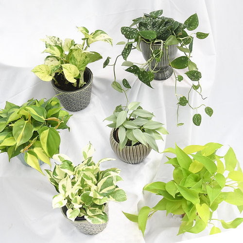 室内常绿易养观叶16种绿萝