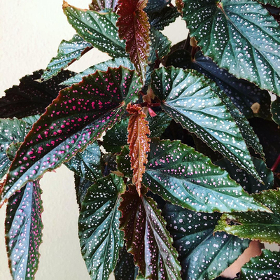 草莓糖霜秋海棠  粉点  Begonia benigo 室内绿植 直播间精选