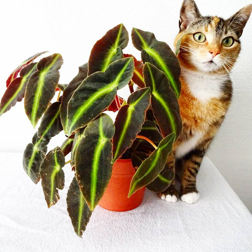 猫眼秋海棠 直播间精选