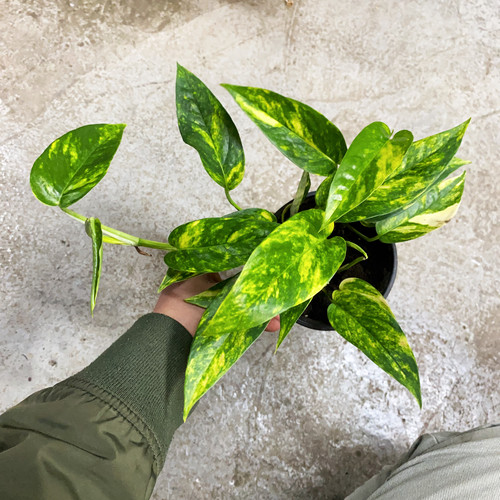 火焰麒麟尾   直播间一物一选 网红室内绿植