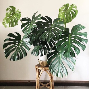 龟背竹 Monstera deliciosa 大小可选 网红室内绿植大型盆栽