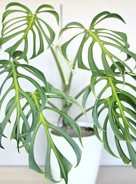 巴西龟背竹 火焰龟 斜叶龟 Monstera Burle Marx Flame 室内盆栽