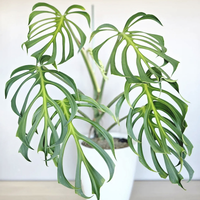 巴西龟背竹火焰龟斜叶龟