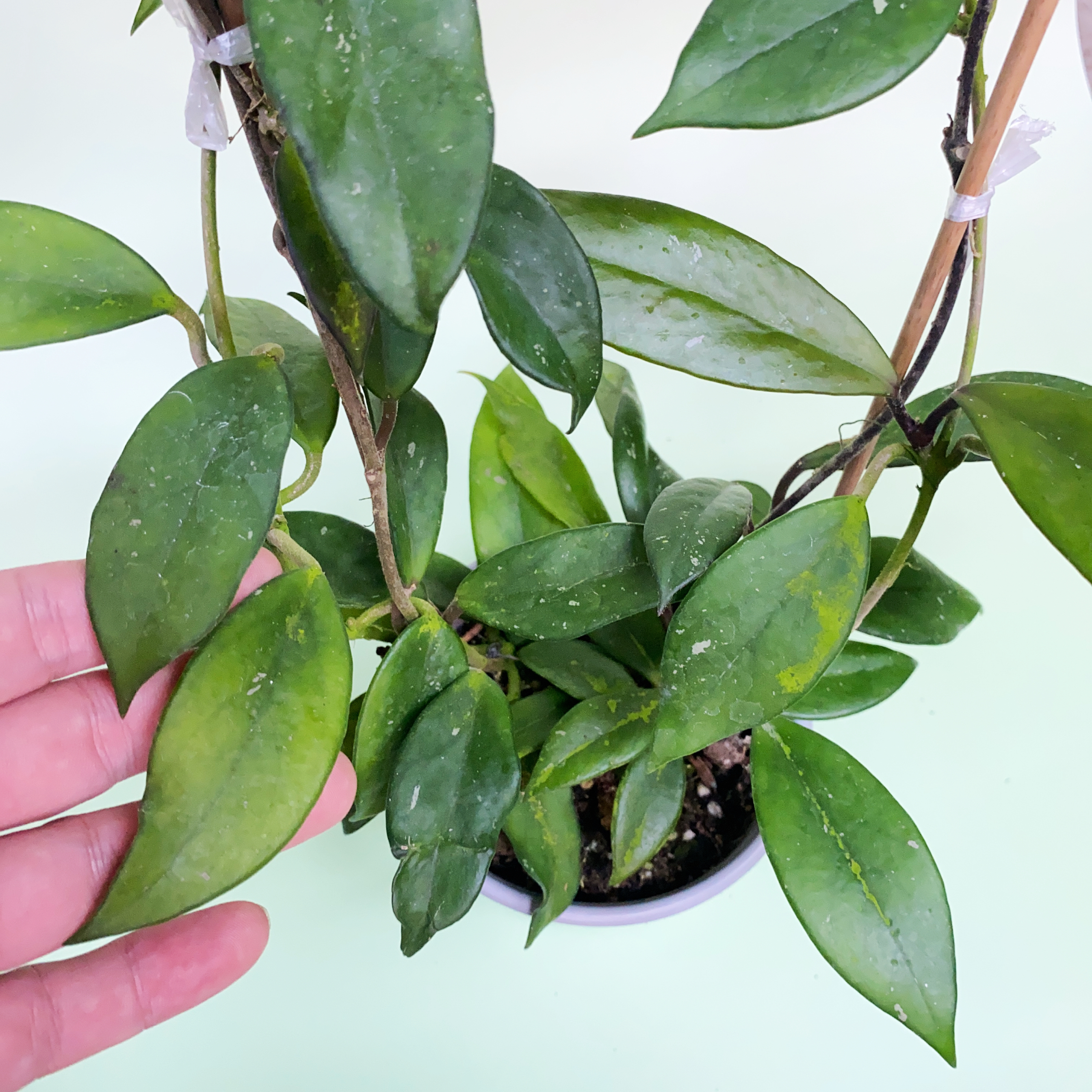 巴顿球兰    网红室内绿植盆栽