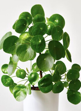 镜面草Pileapeperomioides