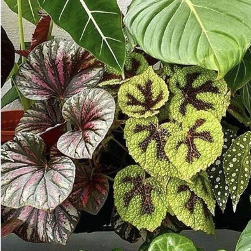 黄锦海芋  直播间精选,鲜花速递/花卉仿真/绿植园艺,海芋,淘宝优惠券,粉丝福利购,淘宝优惠卷