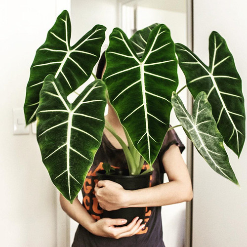 绿天鹅绒海芋 Alocasia Frydek 进口网红室内绿植盆栽