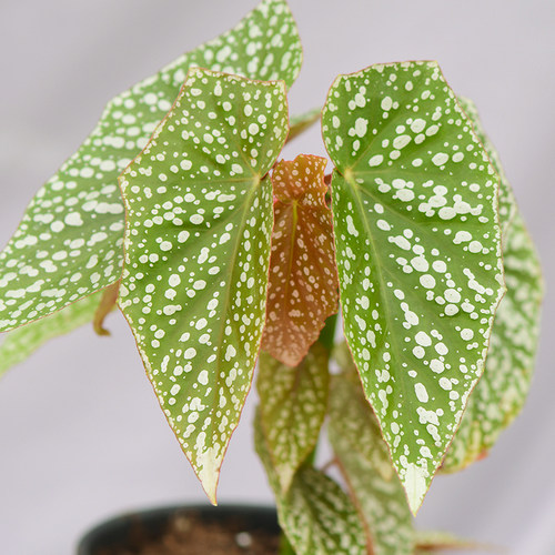 富士山秋海棠 若慕植馆  ins风网红室内植物