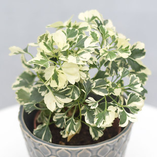雪花福禄桐 羽叶花叶白锦 Polyscias guilfoylei 室内绿植盆栽