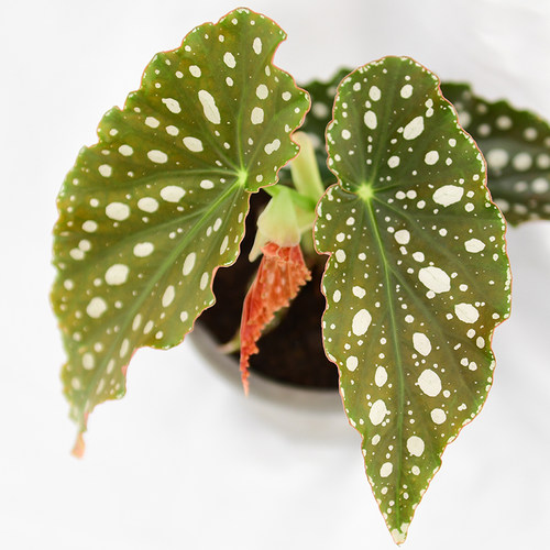 粉旗鱼秋海棠  网红室内绿植盆栽