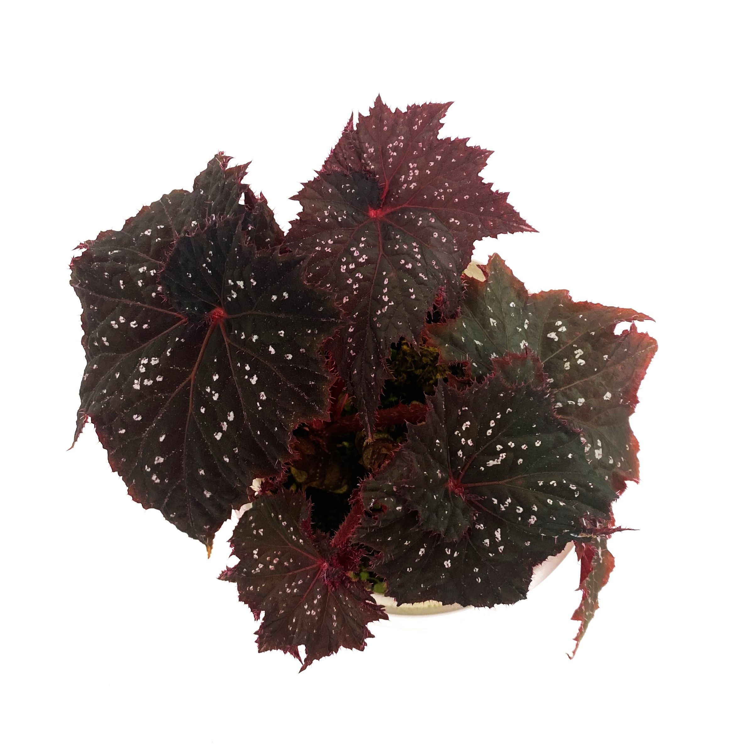 俄罗斯旋叶秋海棠  直播间精选,鲜花速递/花卉仿真/绿植园艺,秋海棠,淘宝优惠券,粉丝福利购,淘宝优惠卷