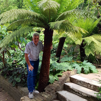 进口树蕨户外室内绿植盆栽