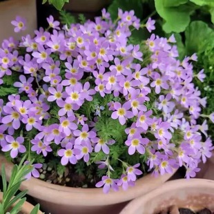 安徽羽叶报春花   室内阳台小型盆栽花卉 冬季开花