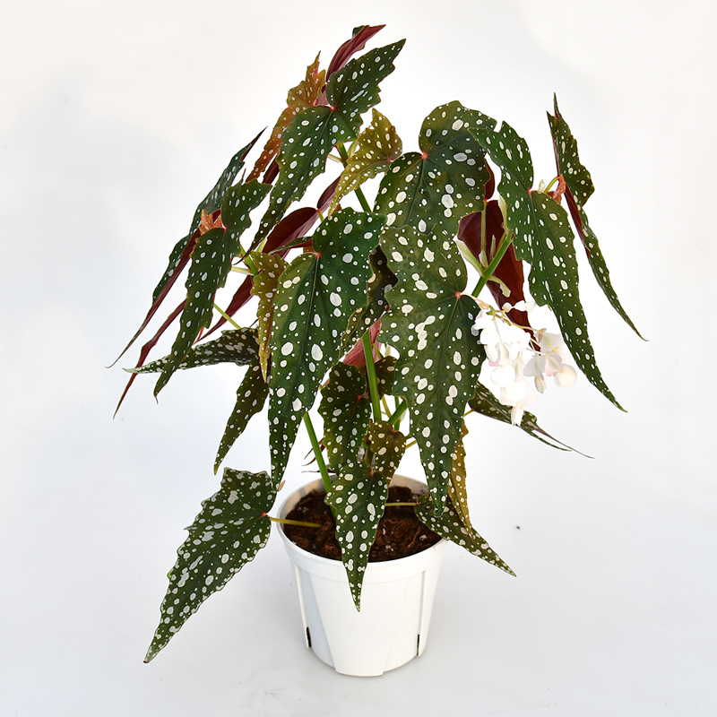 沙丁鱼秋海棠室内绿植盆栽