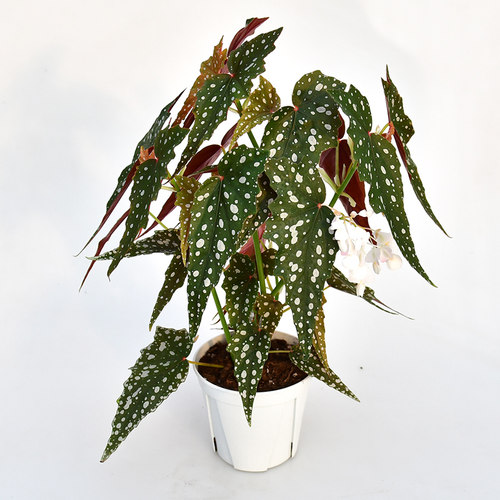 沙丁鱼秋海棠 若慕植馆 网红室内绿植盆栽
