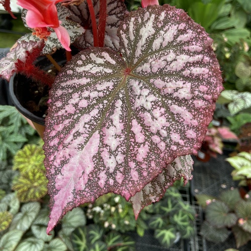 樱吹雪 秋海棠  Begonia  室内绿植盆栽