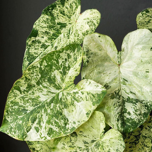 绿蛙锦彩叶芋   直播间精选一物一拍