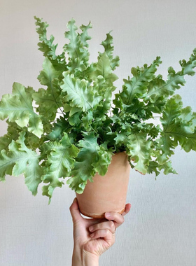 缀化蓝星水龙骨  达瓦娜 Phlebodium aureum 'Davana' 喜阴蕨类