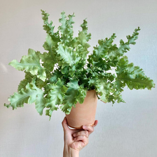 缀化蓝星水龙骨 达瓦娜 Phlebodium aureum 'Davana' 喜阴蕨类