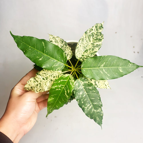 薄荷榕  网红室内绿植盆栽 直播间一物一拍