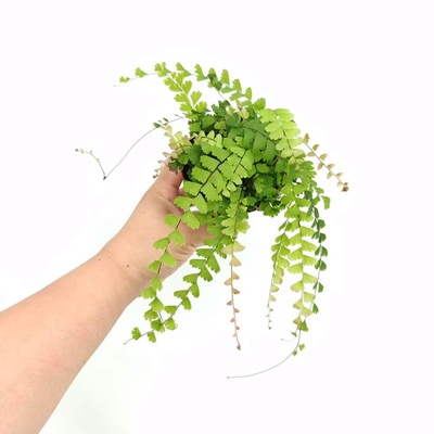 曼舞铁线蕨 直播间 室内喜荫室内盆栽