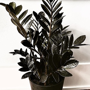 黑乌鸦雪铁芋/黑叶金钱树  Zamioculcas zamiifolia raven 盆栽