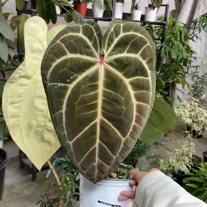 杂交花烛 B091 自繁 精选室内绿植盆栽 热植,鲜花速递/花卉仿真/绿植园艺,花烛,淘宝优惠券,粉丝福利购,淘宝优惠卷