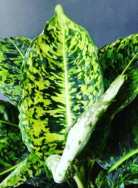 帝王万年青 Dieffenbachia 'Reflector' 室内绿植盆栽