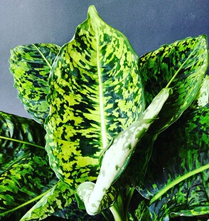 帝王万年青 Dieffenbachia 'Reflector' 室内绿植盆栽