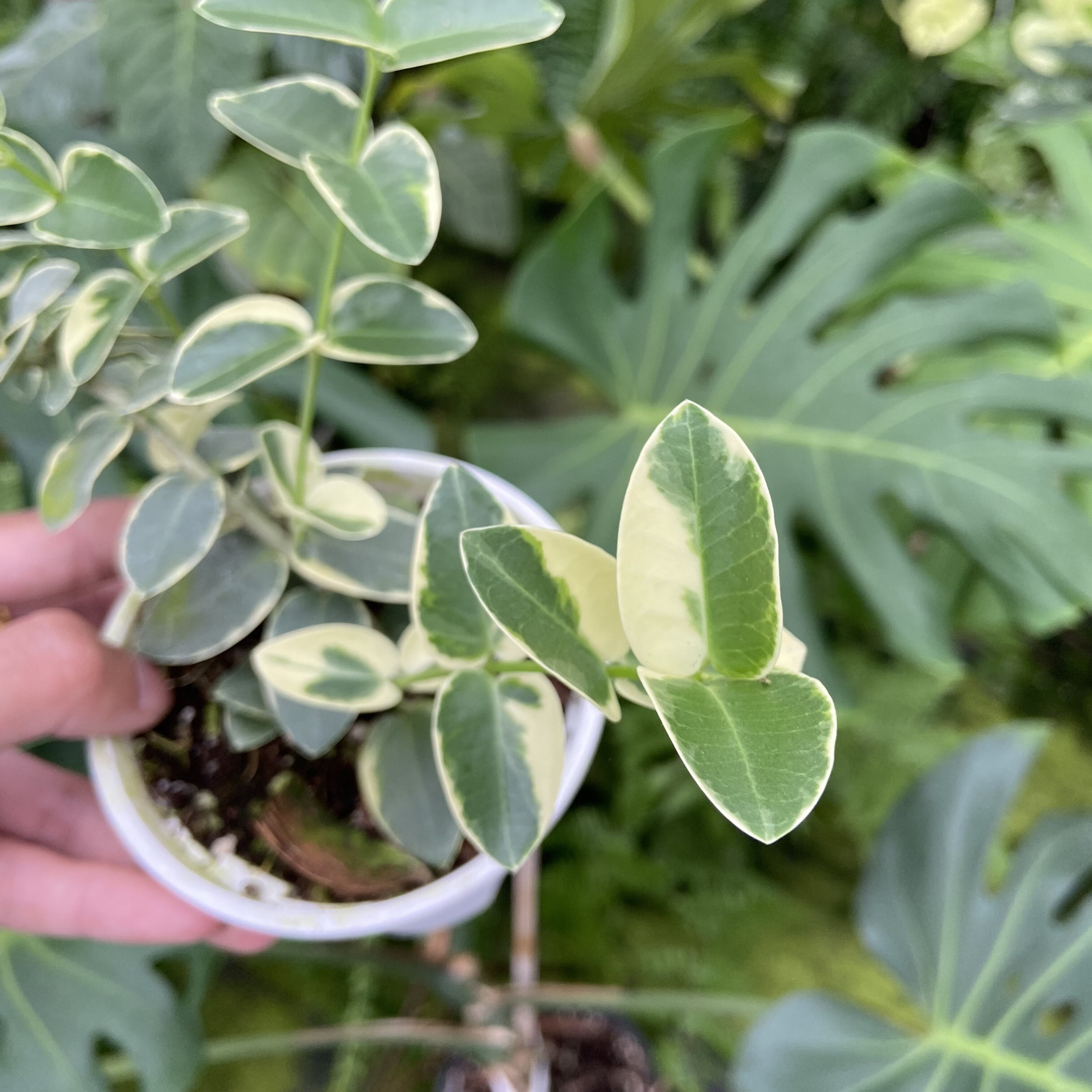 孜然 / 孜然外锦 球兰 网红室内绿植盆栽
