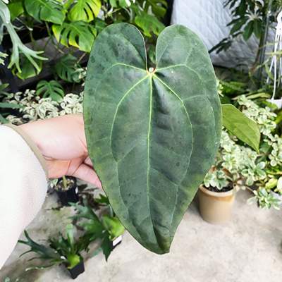 南美黑桃花烛 自交籽播苗  Anthurium 精选室内绿植盆栽 热植