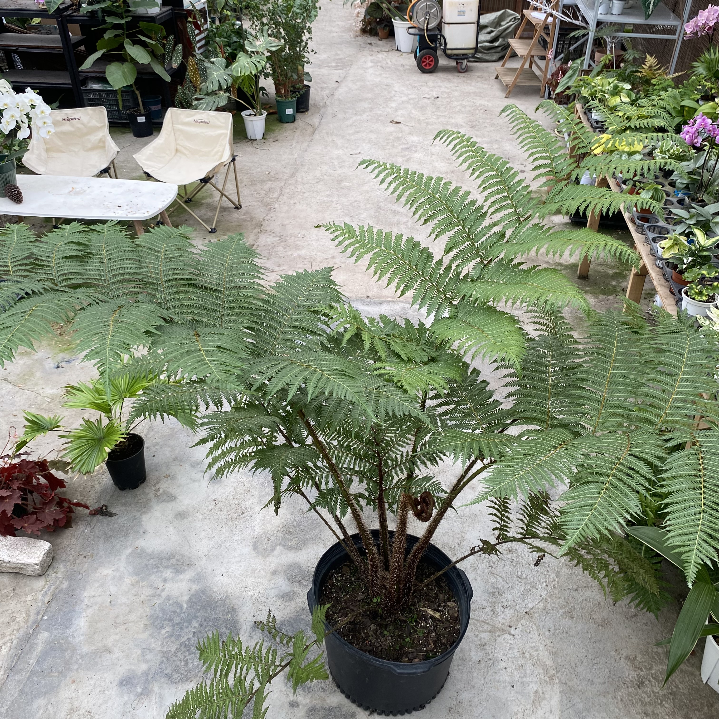 库伯番桫椤 树蕨 大型室内户外蕨类盆栽