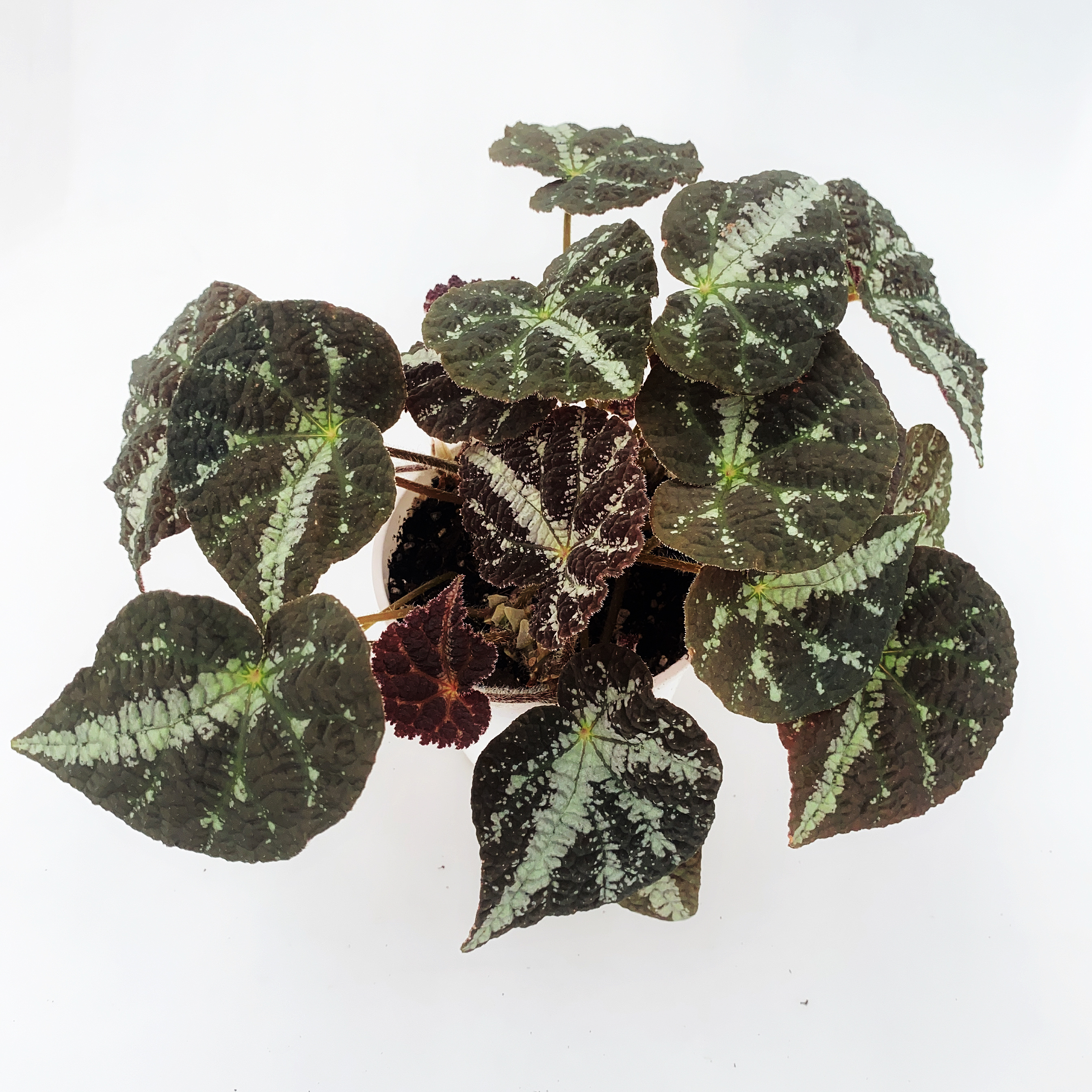 半侧膜秋海棠   网红室内绿植盆栽 直播间一物一拍