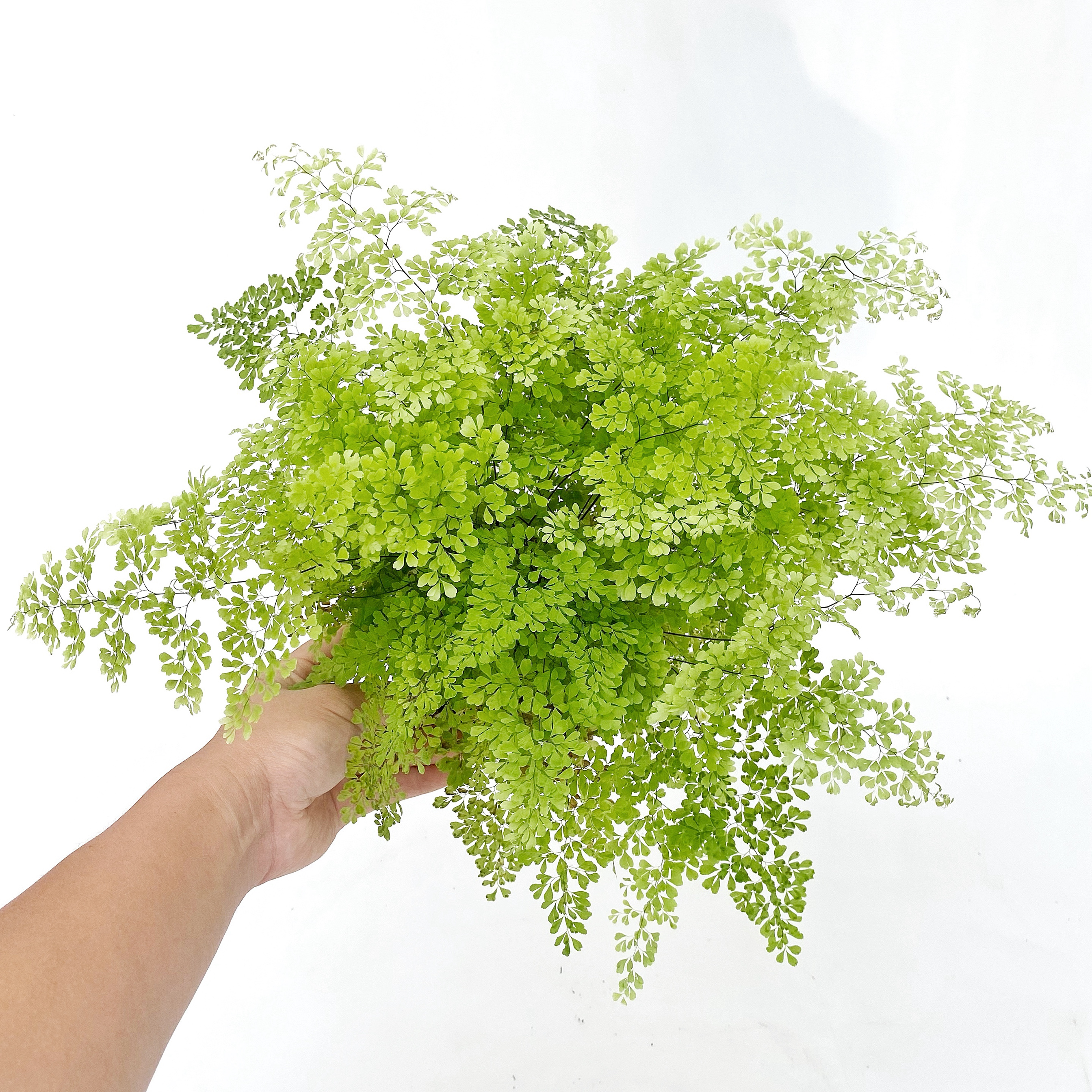 密叶铁线蕨  /雨霏铁线蕨  室内绿植盆栽