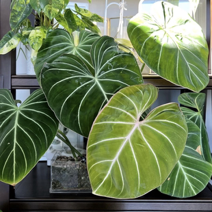 荣耀蔓绿绒 Philodendron gloriosum 网红热植室内绿植