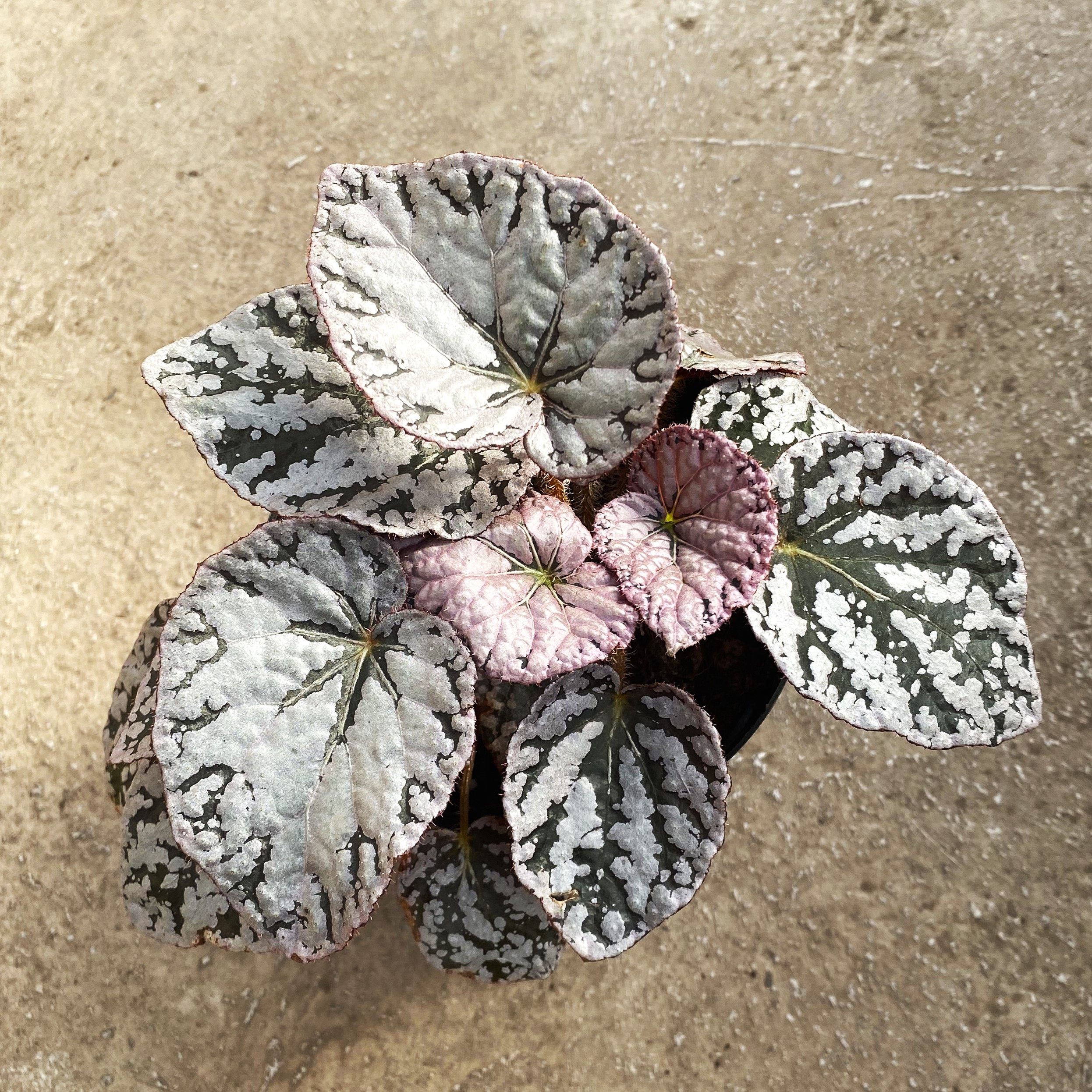 银币秋海棠 网红室内绿植盆栽,鲜花速递/花卉仿真/绿植园艺,秋海棠,淘宝优惠券,粉丝福利购,淘宝优惠卷