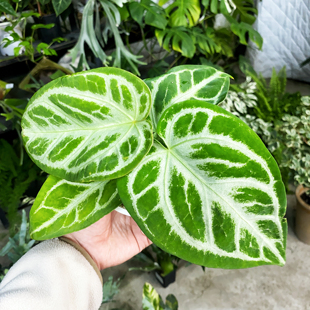 银刷子水晶花烛 稀有品种直播间精选