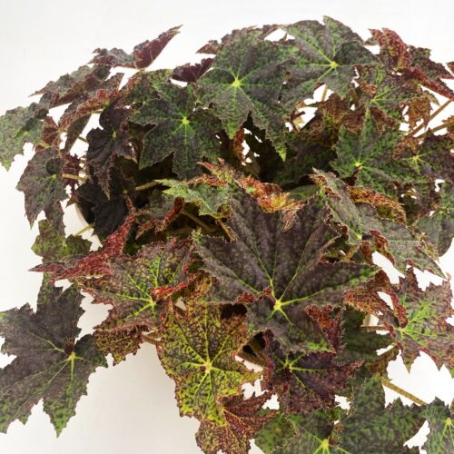 烬寂之海秋海棠   Begonia    若慕自育品种 室内绿植盆栽