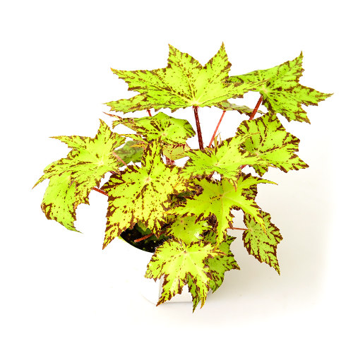 几何秋海棠   Begonia   直播间 一物一拍 室内绿植盆栽