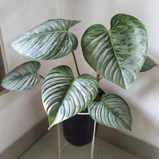 索迪罗蔓绿绒   Philodendron sodiroi 室内热植绿植盆栽