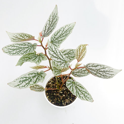 猫耳朵秋海棠  竹节类 室内绿植盆栽 直播间精选