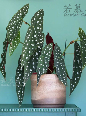 鳟鱼秋海棠  Begonia maculata   波点竹节类 直播间
