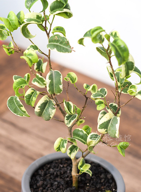 卷叶榕锦 Ficus benjamina barok进口绿植  绿植盆栽  精选