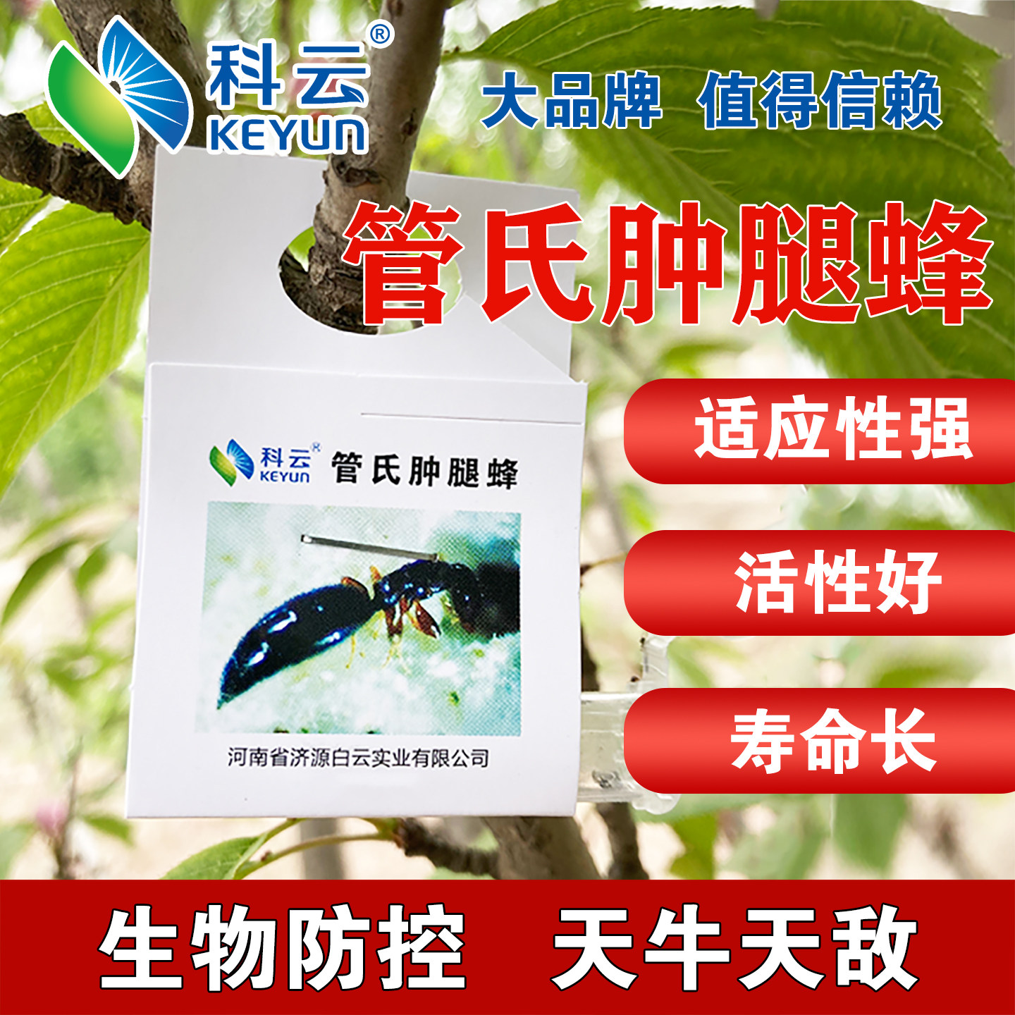 管氏肿腿蜂成虫天敌活体昆虫天牛克星果树林木治蛀干害虫园艺林业