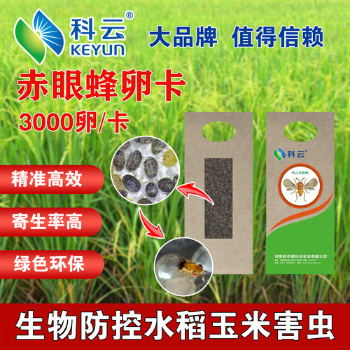 赤眼蜂卵卡天敌昆虫寄生蜂