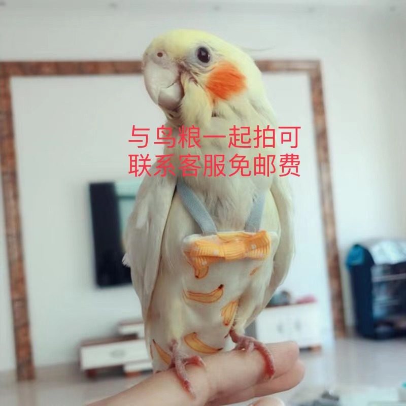 鸟类鹦鹉衣服屎兜飞行尿不湿
