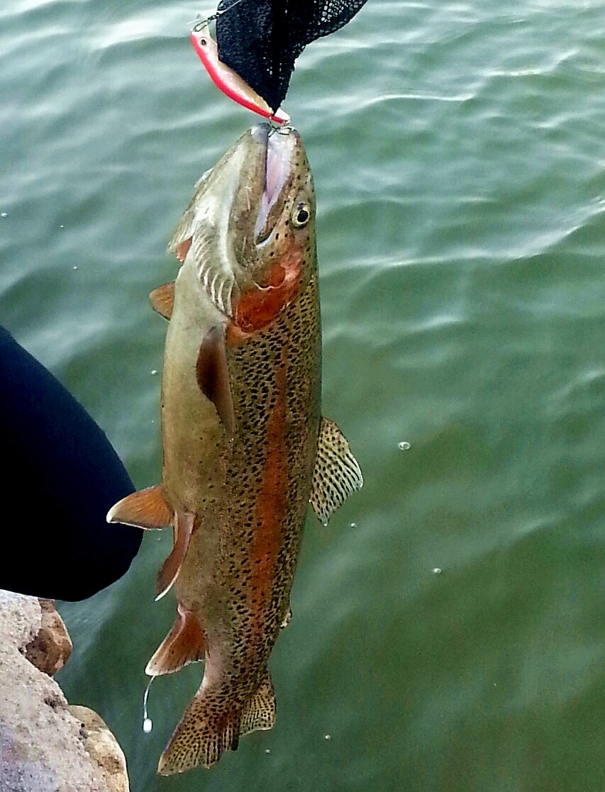 日本 进口 纯手工 米诺 硬饵 路亚饵 AQ65S-NL 7.8g 潜水型  1m